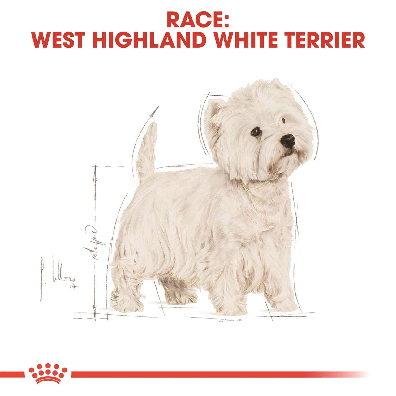Royal Canin West Highland White Terrier Adult 3 kg - tørfoder til Westie
